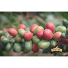 Pražená káva – Naty´s Coffee, 200g