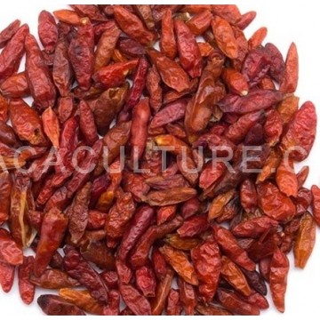 africká chilli ptačí paprička