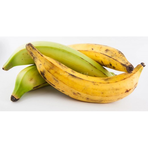 Banán plantain na váření