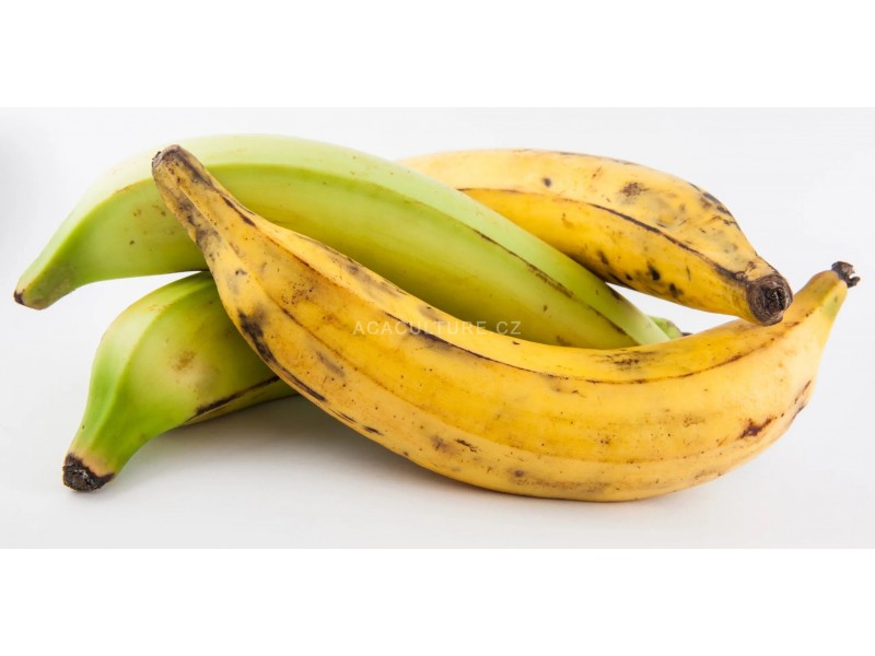 Banán plantain na vaření-aloko-africká kuchyně-exotické ovoce a zeleniny